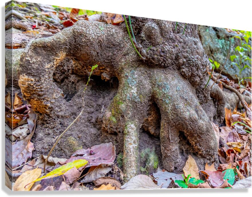 Roots Canvas Print