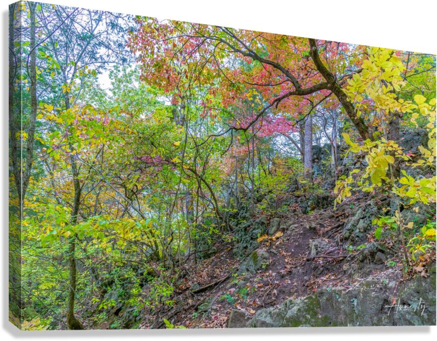 Climbing Up Canvas Print