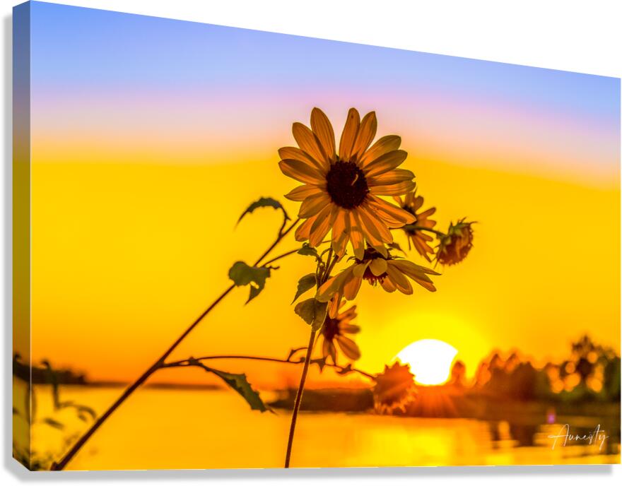 Sunflower at Sunset Canvas Print