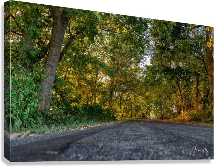 Paths Canvas Print