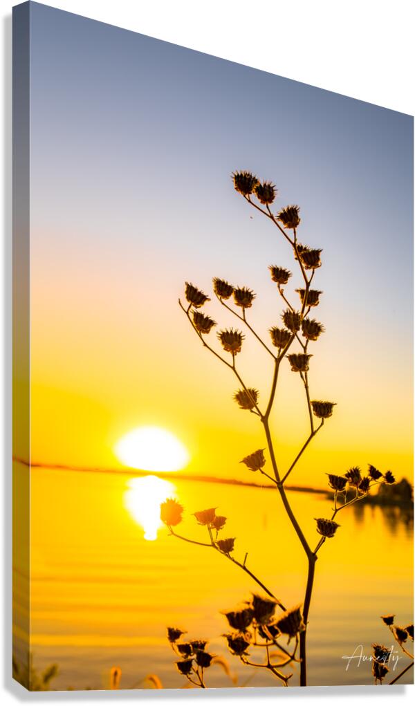 Growth Canvas Print