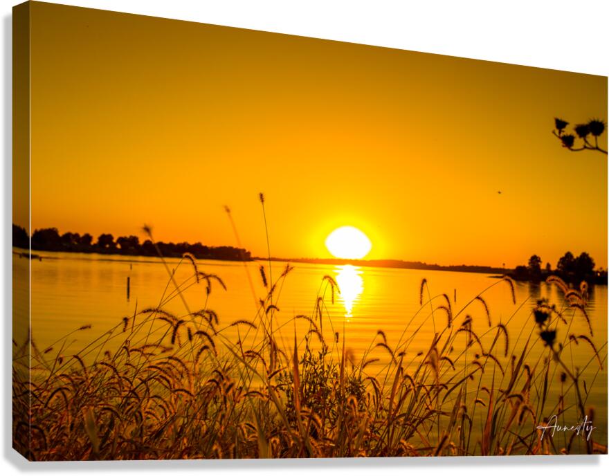 Looking Through the Grass Canvas Print