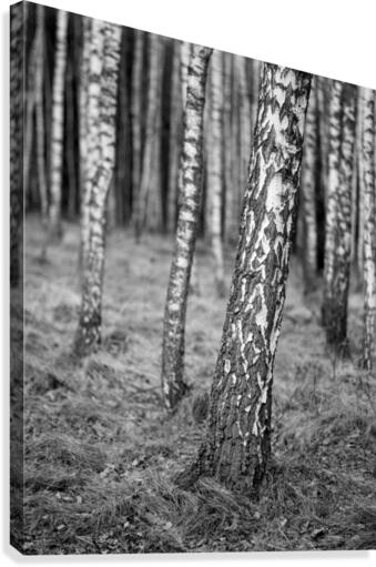 The Birches Canvas Print