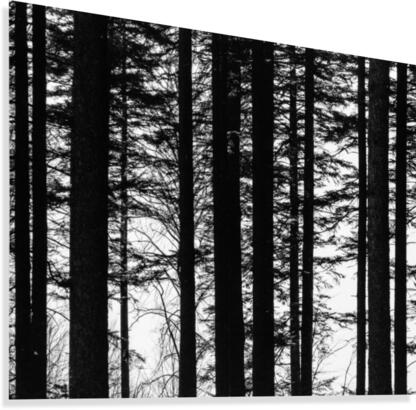 Trees II Canvas Print