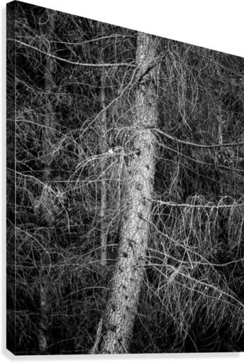 Trees III Canvas Print