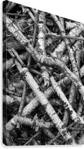 Forest IX  Canvas Print