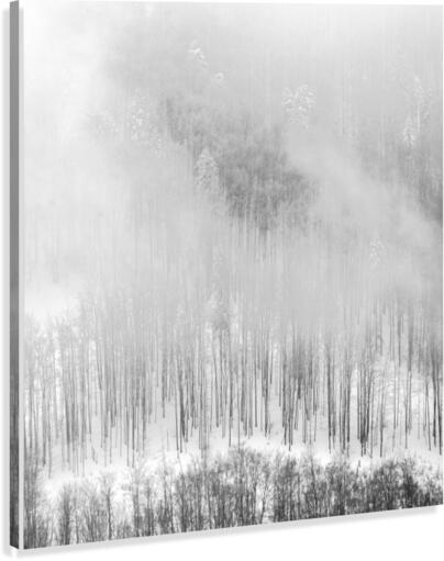 Three colors Canvas Print