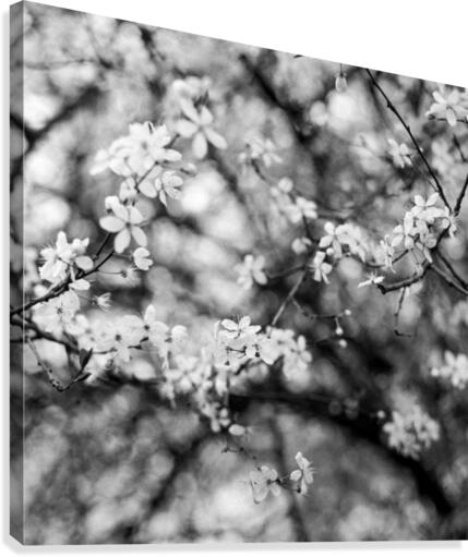 Flowers I Canvas Print
