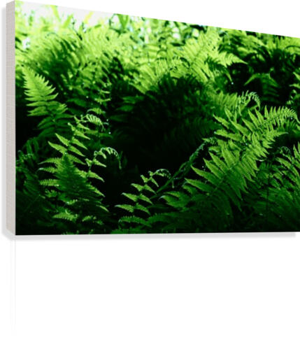 Parking Canvas Print