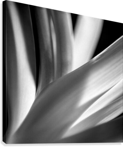Flowers study IV Canvas Print