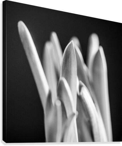 Flowers study I Canvas Print