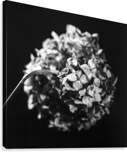 Flowers study II Canvas Print