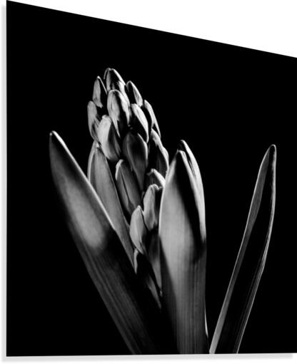 Flowers study III Canvas Print