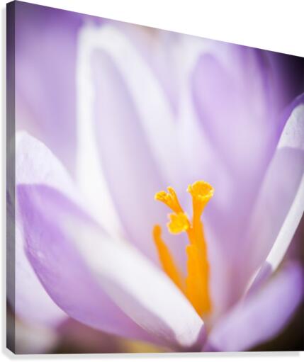 Crocus flower Canvas Print