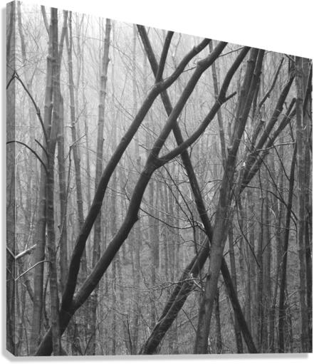 TreeXs Canvas Print