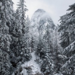 Hidden Giant
