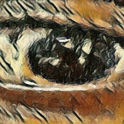 The Eye 4