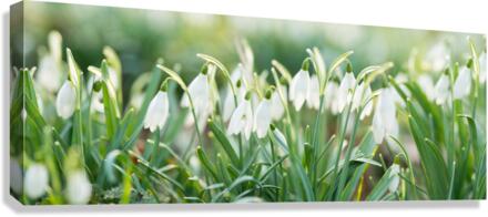 001300 Canvas Print