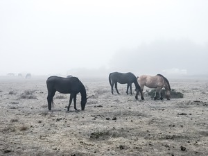 Horses 