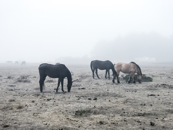 Horses  Print