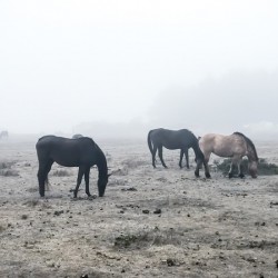 Horses 