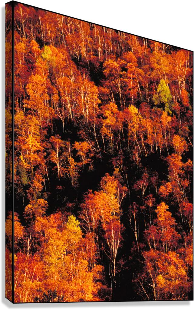 autumn foliage Canvas Print