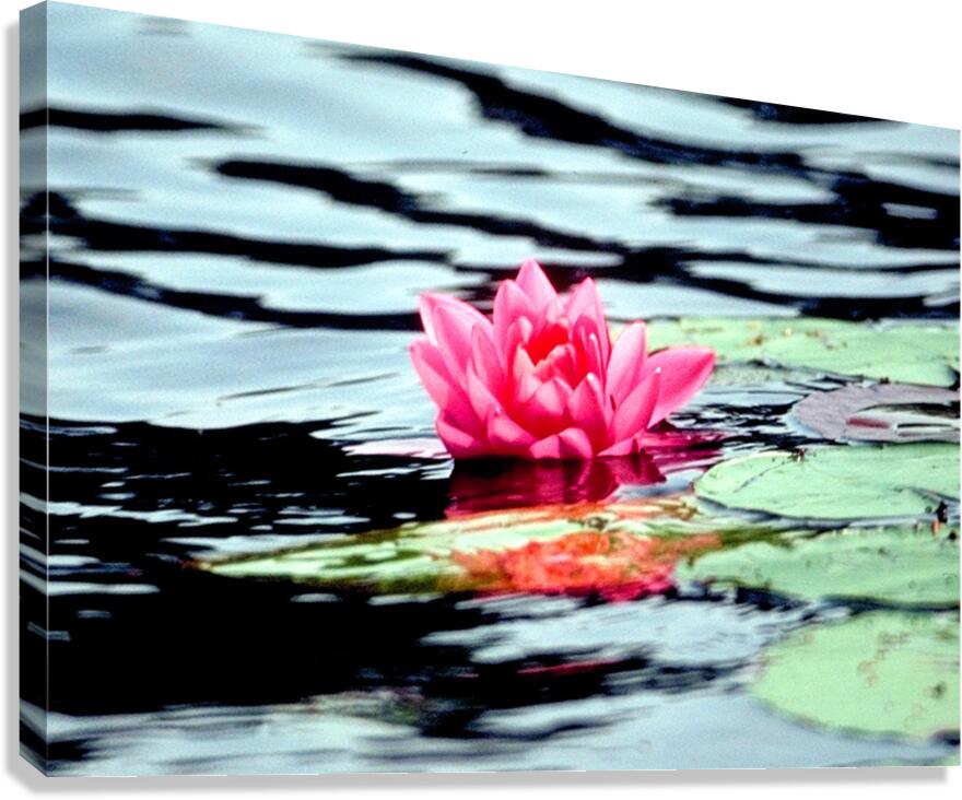 water lilly Canvas Print