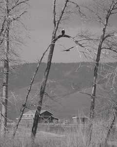 Bald Eagle watching Farm