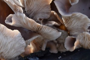 Fungi