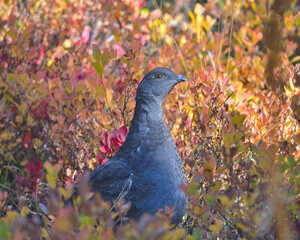 Autumn Grouse
