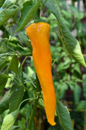 Yellow Chili Pepper