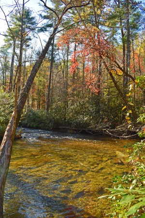 Autumn Trees Over Gentle Stream