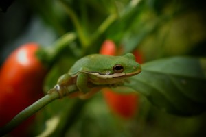 Garden Frog