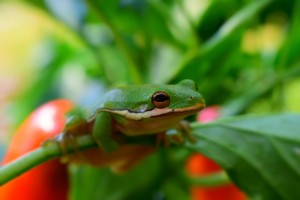 Green Garden Guest