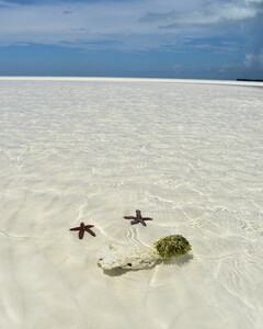Water Covered Starfish