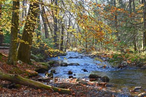 Autumn Colors Over Blue Stream