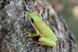 Green Tree Frog