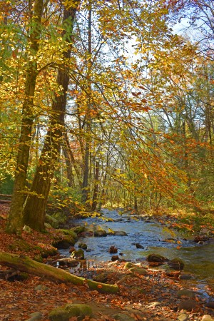 Fall Colors Over Babbling Brook
