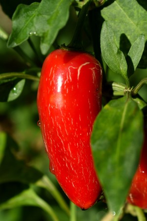 Red Chili Pepper