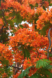 Tropical Orange Flower Tree
