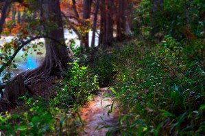 Light Unto My Path