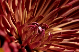 Heart of the Bloom