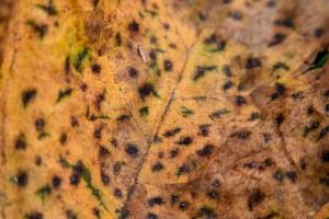 Spotted Autumn Leaf