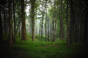 Into the Woods