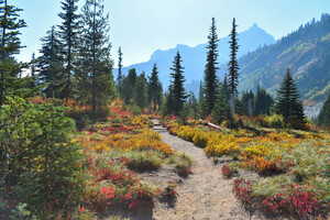 Path to the Mountains