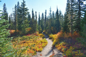 Pathway in the Forest
