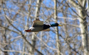 Mallard Duck in Flight