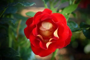 Budding Rose