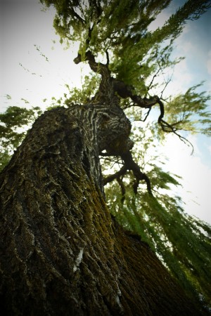 Twisting Tree