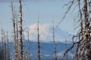 Mountain through the Forest